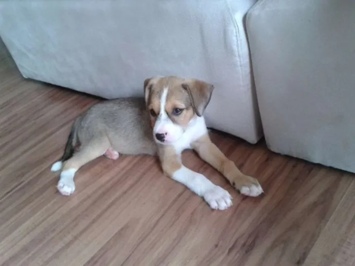 Cachorro ra a SRD idade Abaixo de 2 meses nome Mel