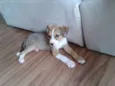 Mel