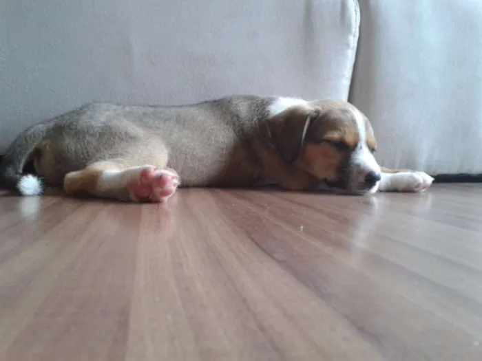 Cachorro ra a SRD idade Abaixo de 2 meses nome Mel