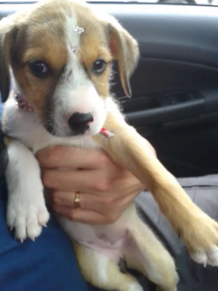 Cachorro ra a SRD idade Abaixo de 2 meses nome Mel