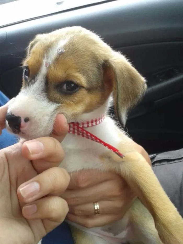 Cachorro ra a SRD idade Abaixo de 2 meses nome Mel