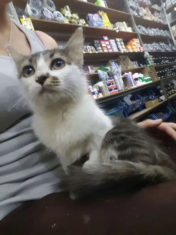 Gato ra a  idade Abaixo de 2 meses nome Gatinha