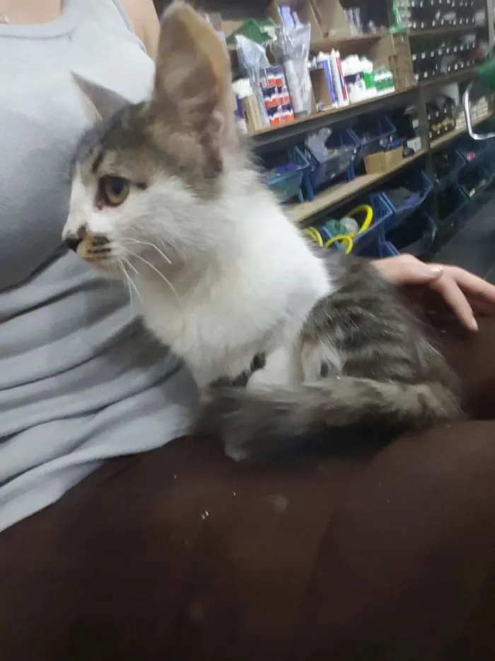 Gato ra a  idade Abaixo de 2 meses nome Gatinha
