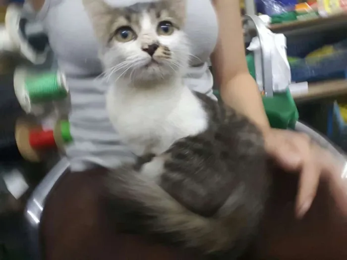 Gato ra a  idade Abaixo de 2 meses nome Gatinha