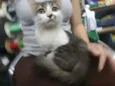 Gatinha