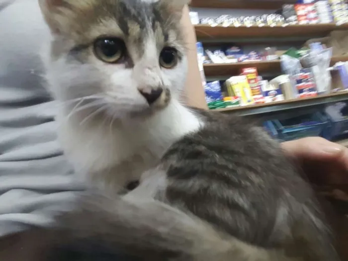 Gato ra a  idade Abaixo de 2 meses nome Gatinha