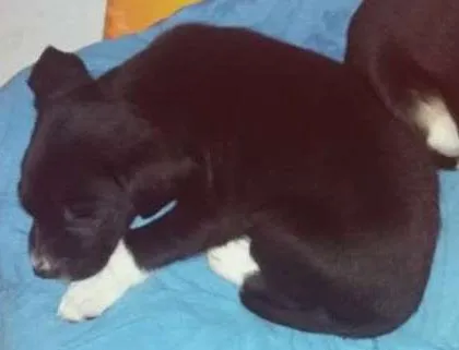Cachorro ra a SRD idade Abaixo de 2 meses nome Donzela