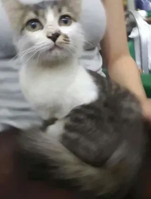 Gato raça  idade Abaixo de 2 meses nome Gatinha