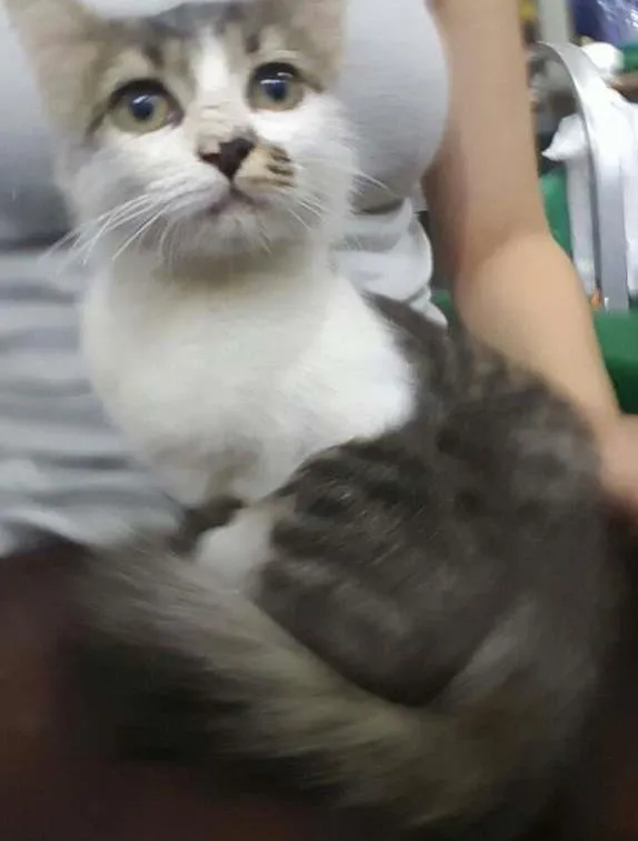Gato ra a  idade Abaixo de 2 meses nome Gatinha