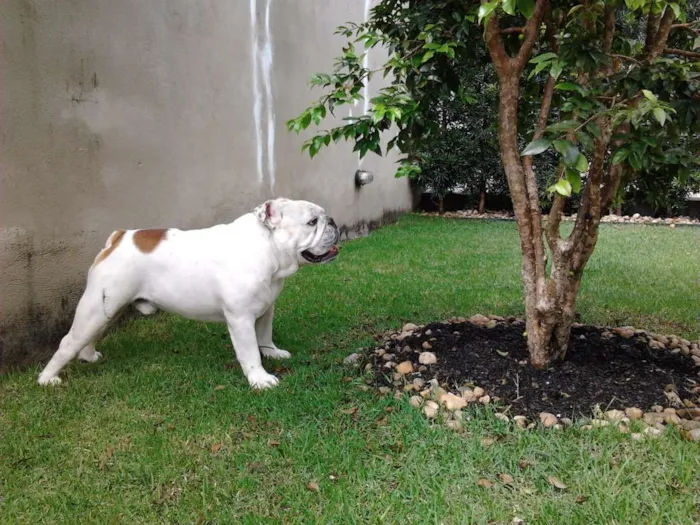 Cachorro ra a Bulldog Inglês idade 6 ou mais anos nome Spock