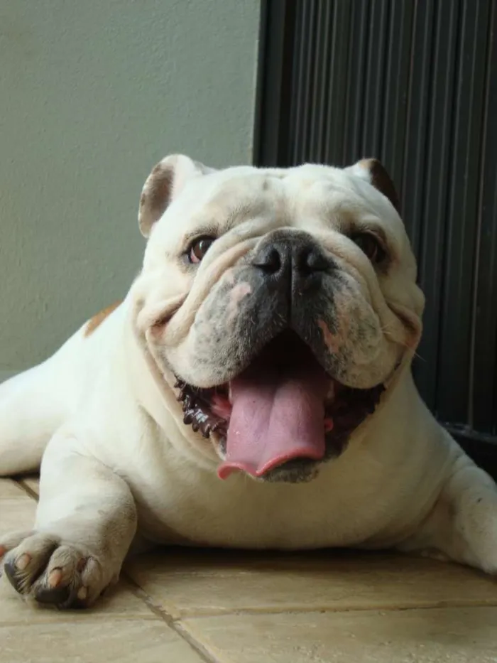 Cachorro ra a Bulldog Inglês idade 6 ou mais anos nome Spock