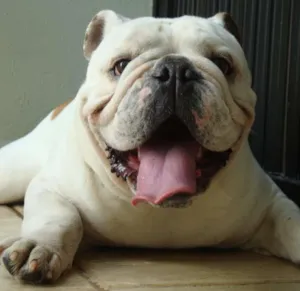 Cachorro raça Bulldog Inglês idade 6 ou mais anos nome Spock