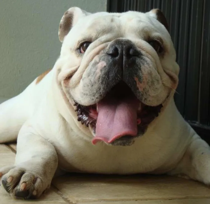Cachorro ra a Bulldog Inglês idade 6 ou mais anos nome Spock