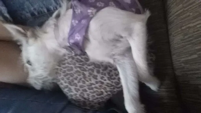 Cachorro ra a SRD idade 7 a 11 meses nome Pandora