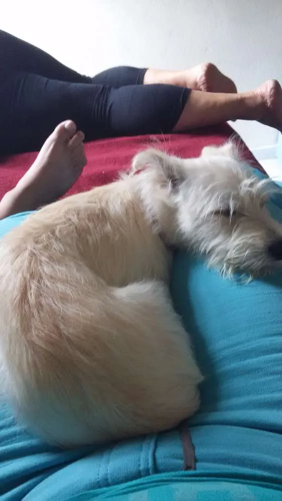 Cachorro ra a SRD idade 7 a 11 meses nome Pandora