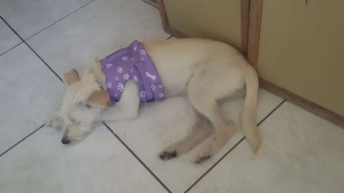 Cachorro ra a SRD idade 7 a 11 meses nome Pandora