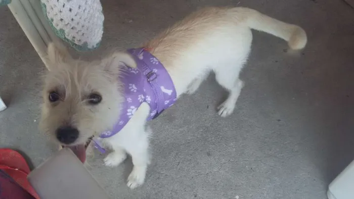 Cachorro ra a SRD idade 7 a 11 meses nome Pandora