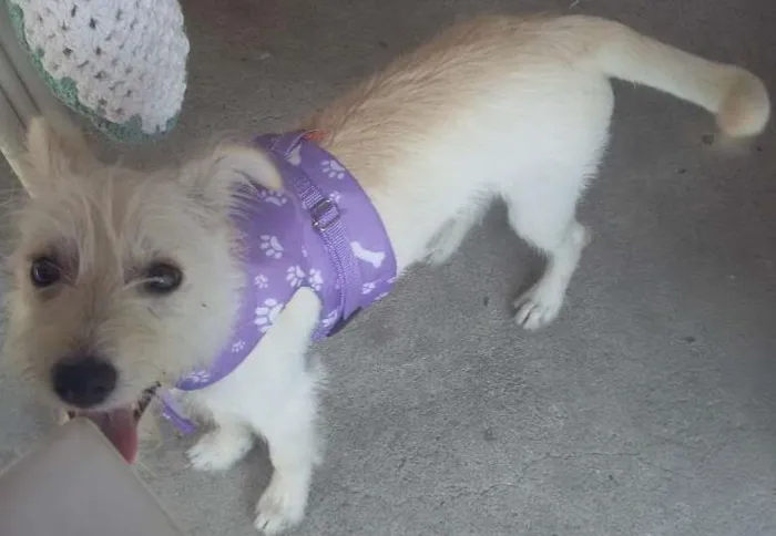 Cachorro ra a SRD idade 7 a 11 meses nome Pandora