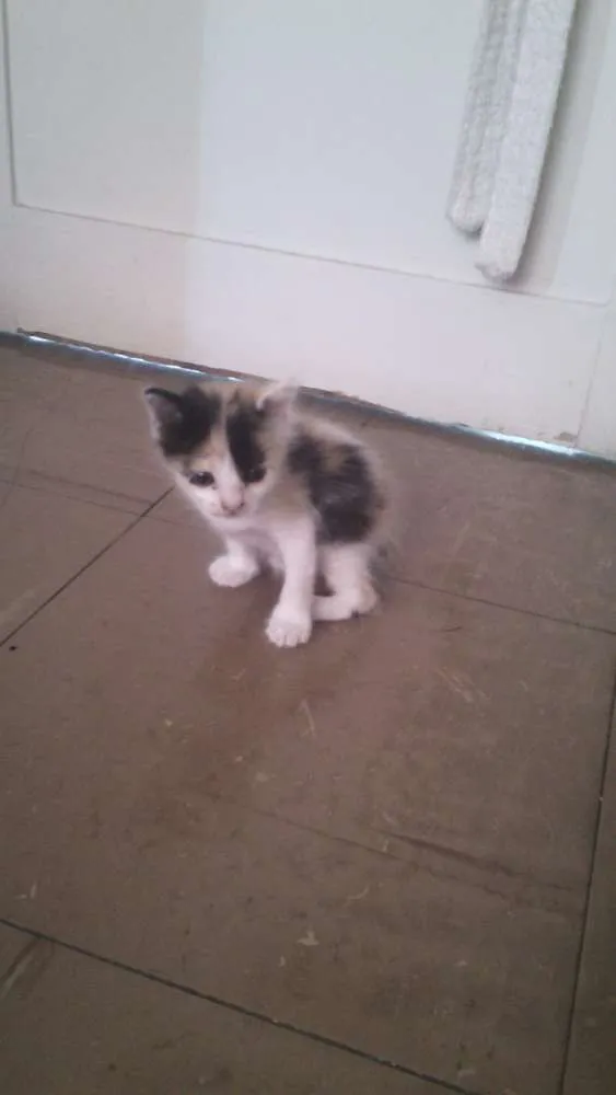 Gato raça  idade Abaixo de 2 meses nome Sem nome