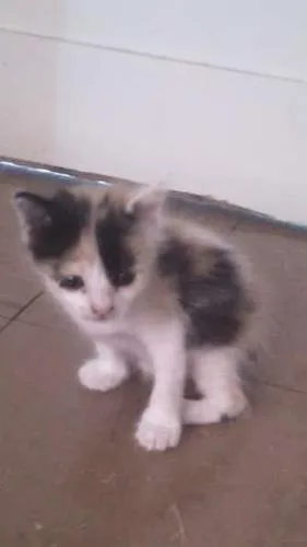 Gato raça  idade Abaixo de 2 meses nome Sem nome