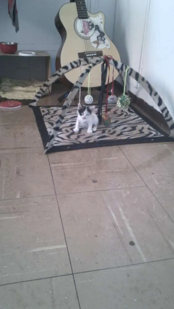 Gato raça  idade Abaixo de 2 meses nome Sem nome