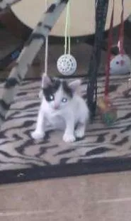 Gato raça  idade Abaixo de 2 meses nome Sem nome