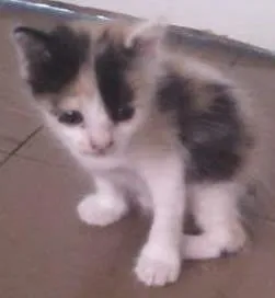 Gato raça  idade Abaixo de 2 meses nome Sem nome