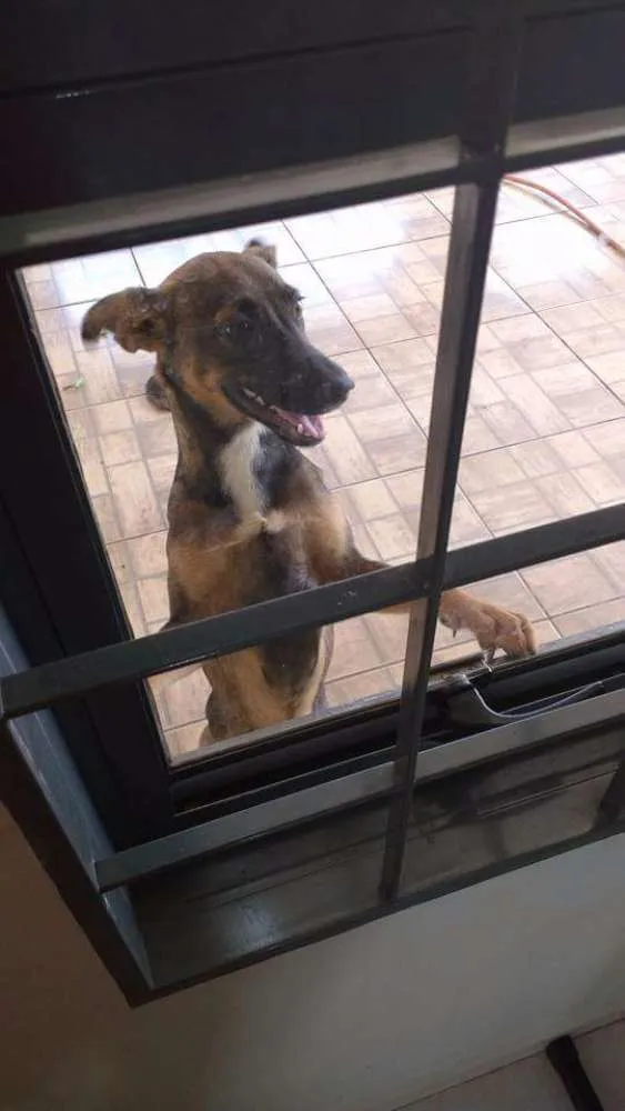 Cachorro ra a Vira Lata idade 7 a 11 meses nome Lilica