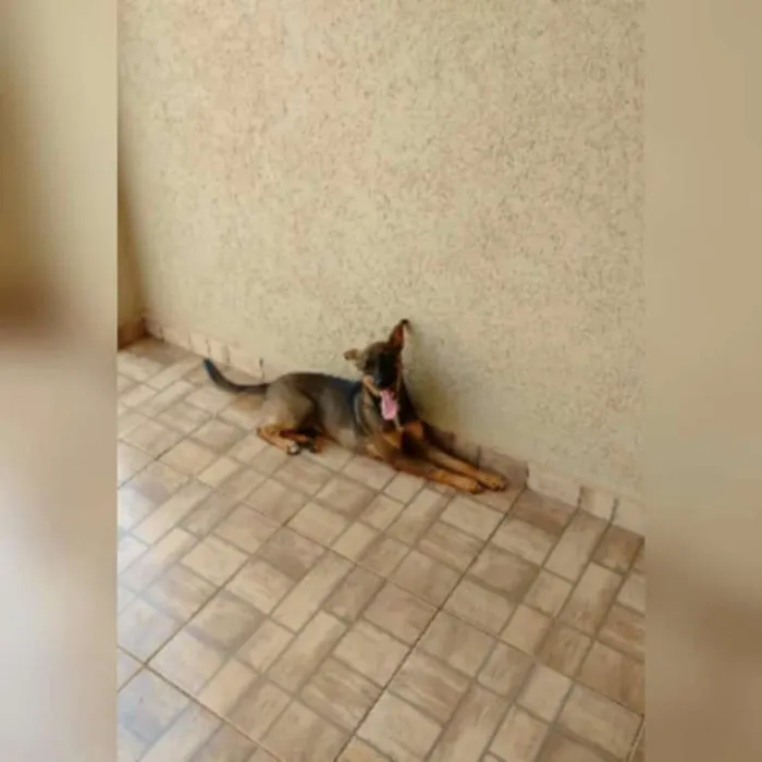 Cachorro ra a Vira Lata idade 7 a 11 meses nome Lilica