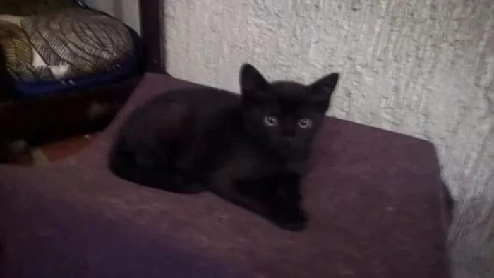 Gato ra a SRD idade 2 a 6 meses nome Pretinhos