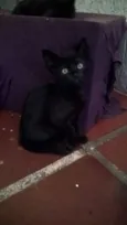 Pretinhos