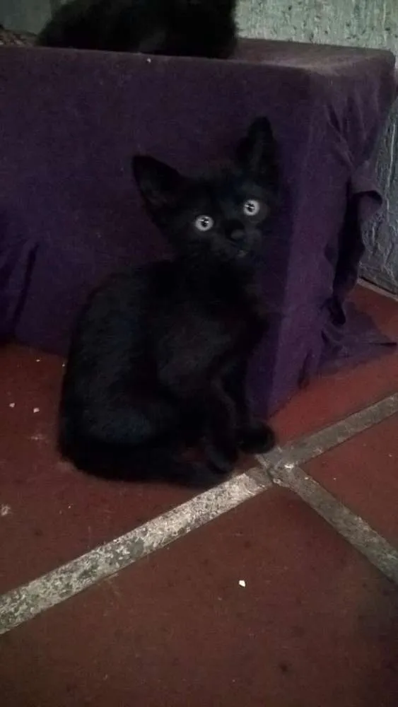 Gato ra a SRD idade 2 a 6 meses nome Pretinhos