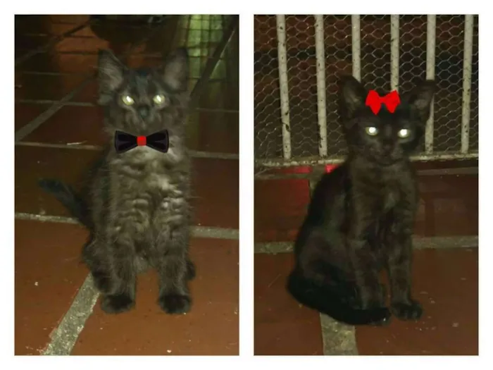 Gato ra a SRD idade 2 a 6 meses nome Pretinhos