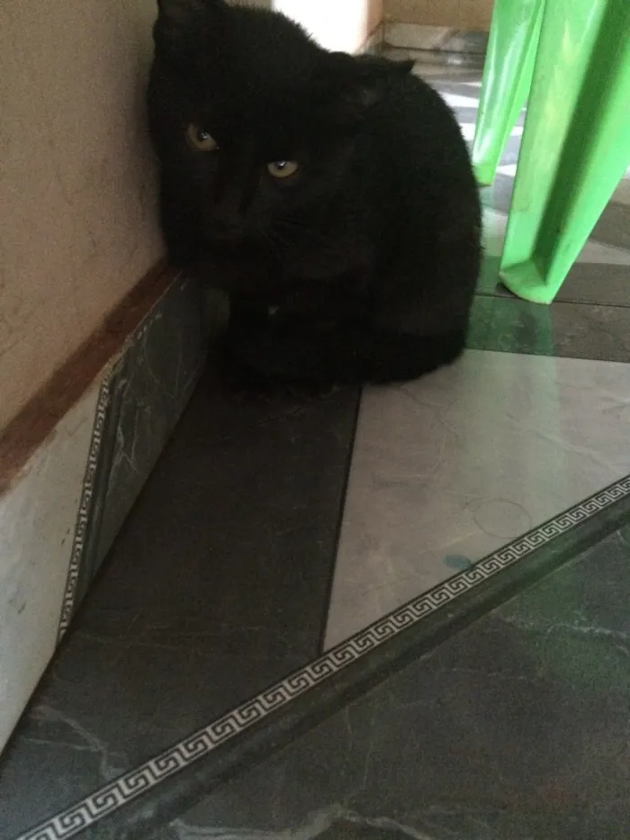 Gato ra a Sem raça definido idade 2 a 6 meses nome Sem nome