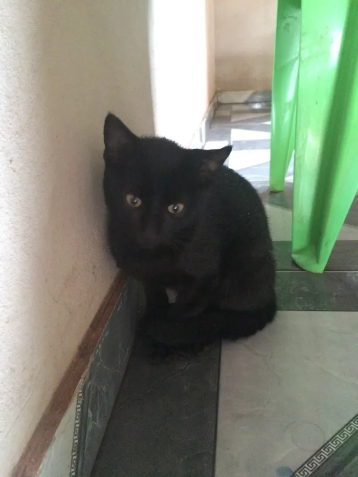 Gato ra a Sem raça definido idade 2 a 6 meses nome Sem nome