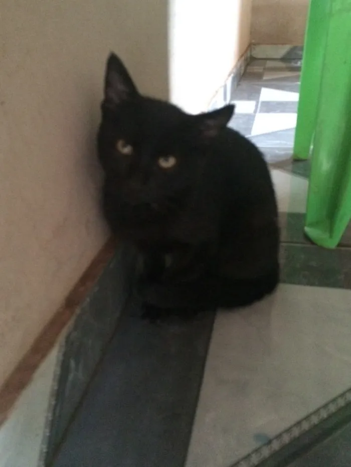 Gato ra a Sem raça definido idade 2 a 6 meses nome Sem nome