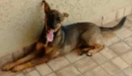 Cachorro ra a Vira Lata idade 7 a 11 meses nome Lilica
