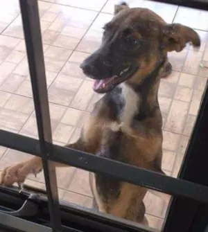 Cachorro raça Vira Lata idade 7 a 11 meses nome Lilica
