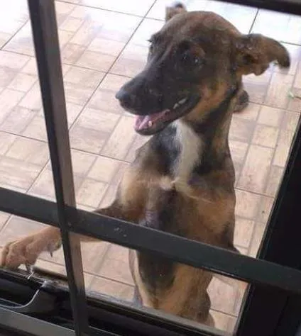 Cachorro ra a Vira Lata idade 7 a 11 meses nome Lilica