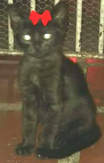 Gato ra a SRD idade 2 a 6 meses nome Pretinhos
