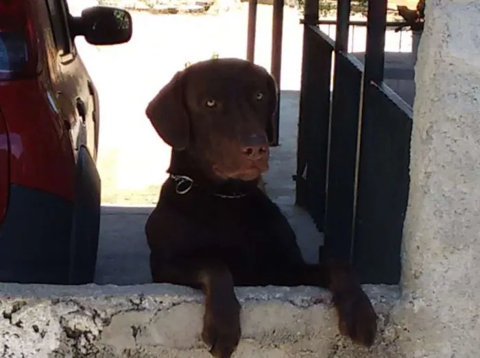 Cachorro raça Labrador idade 2 anos nome Max
