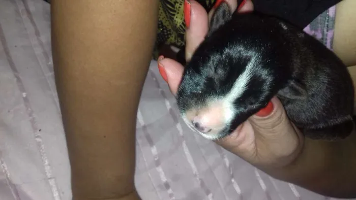 Cachorro ra a Sem raça definida  idade Abaixo de 2 meses nome Não tem 