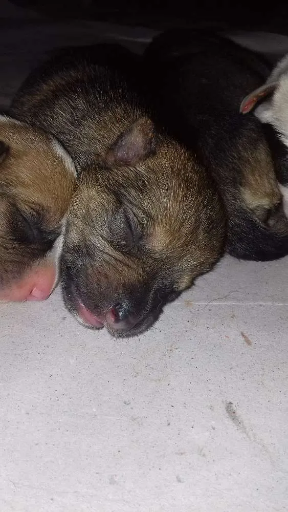 Cachorro ra a Sem raça definida  idade Abaixo de 2 meses nome Não tem 
