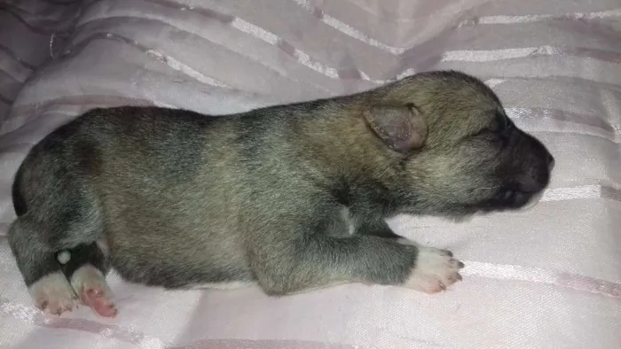 Cachorro ra a Sem raça definida  idade Abaixo de 2 meses nome Não tem 