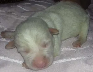 Cachorro raça Sem raça definida  idade Abaixo de 2 meses nome Não tem 