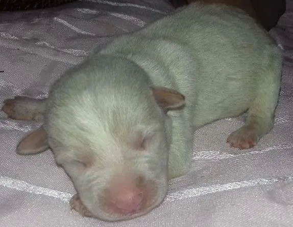 Cachorro ra a Sem raça definida  idade Abaixo de 2 meses nome Não tem 