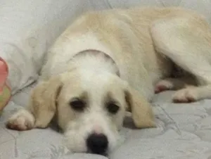 Cachorro raça SRD idade 2 anos nome Snow