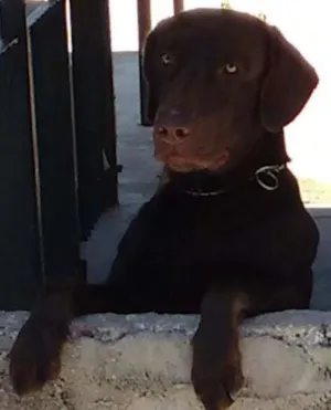 Cachorro raça Labrador idade 2 anos nome Max