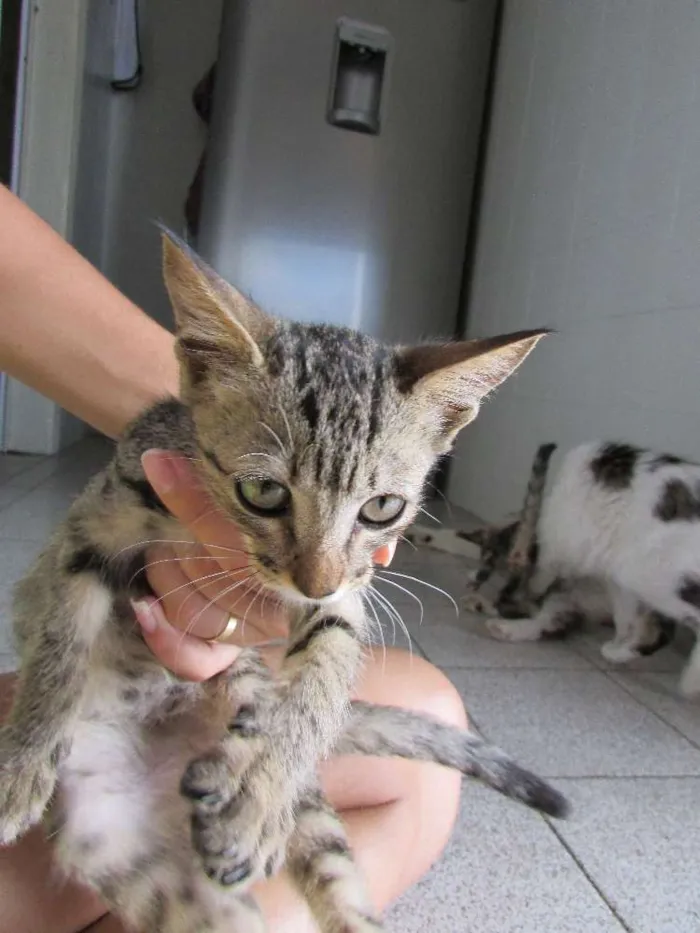 Gato ra a SRD idade 7 a 11 meses nome ADOÇÃO