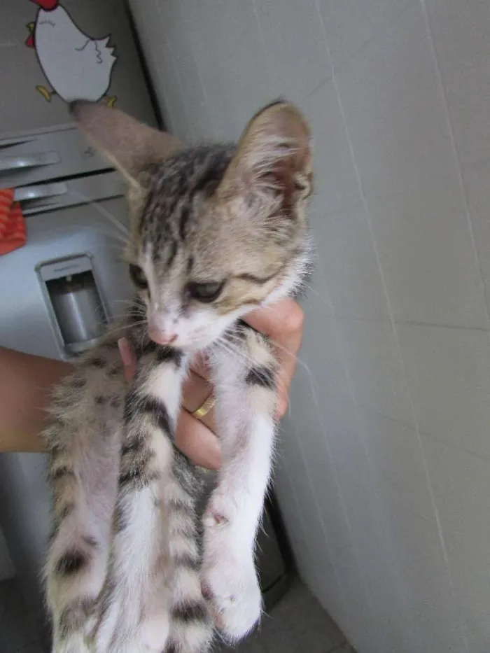 Gato ra a SRD idade 7 a 11 meses nome ADOÇÃO